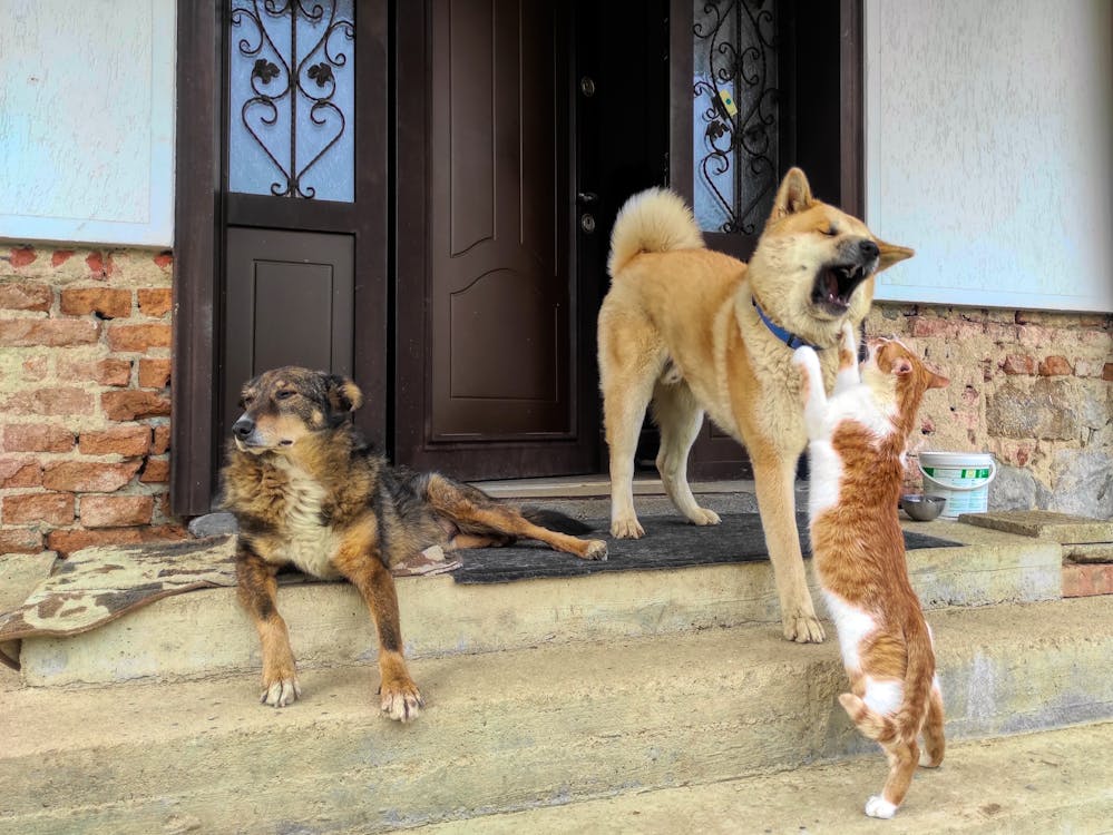 Pets em casa