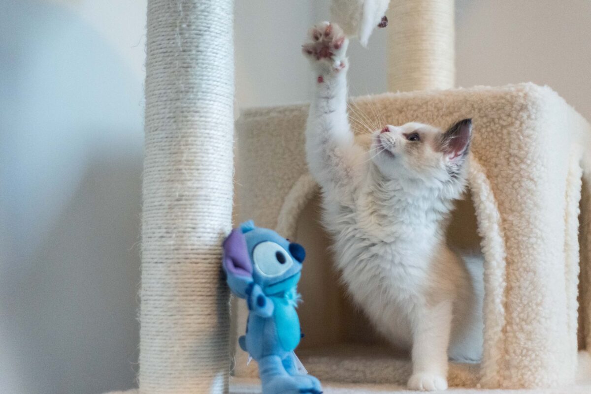 Gato usando arranhador