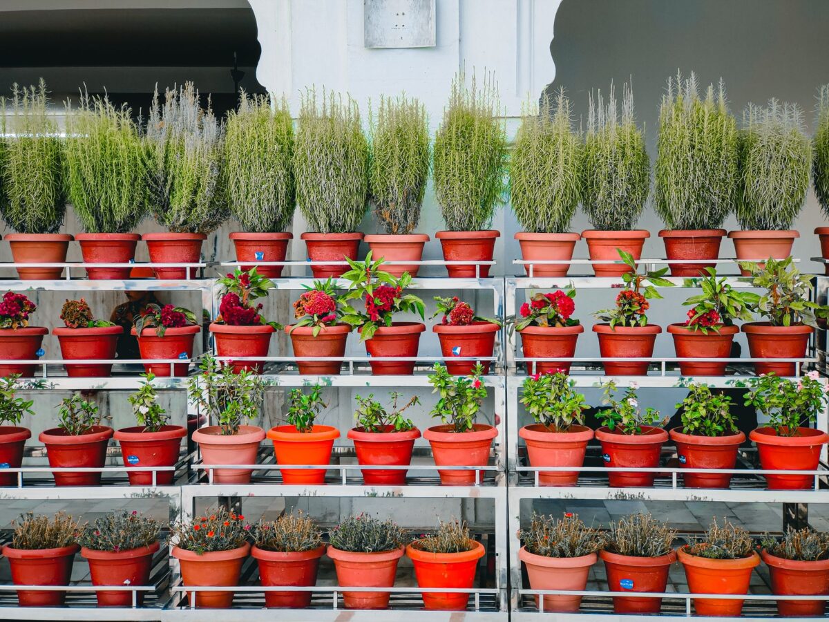 Como escolher o vaso certo para cada planta
