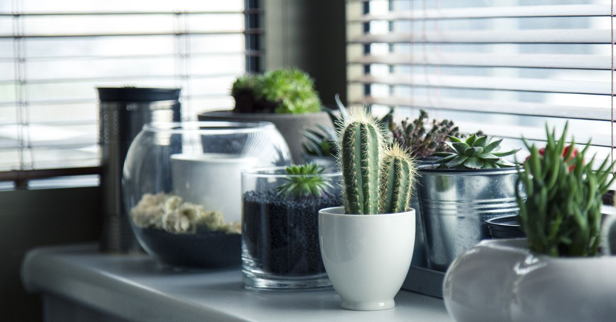 Como Usar Plantas na Decoração