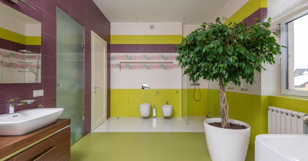 Banheiro com Plantas: Quais Escolher e Como Cuidar