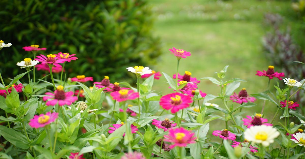 Como Criar um Jardim em Casa
