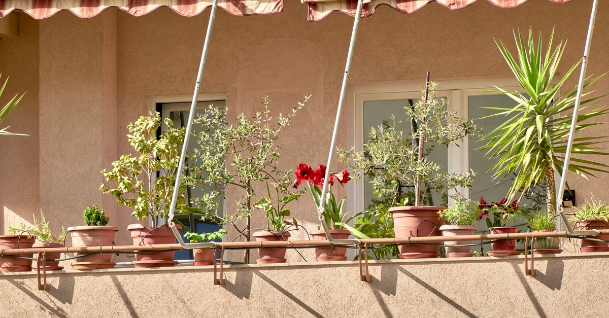 Plantas para Apartamento: Quais Escolher