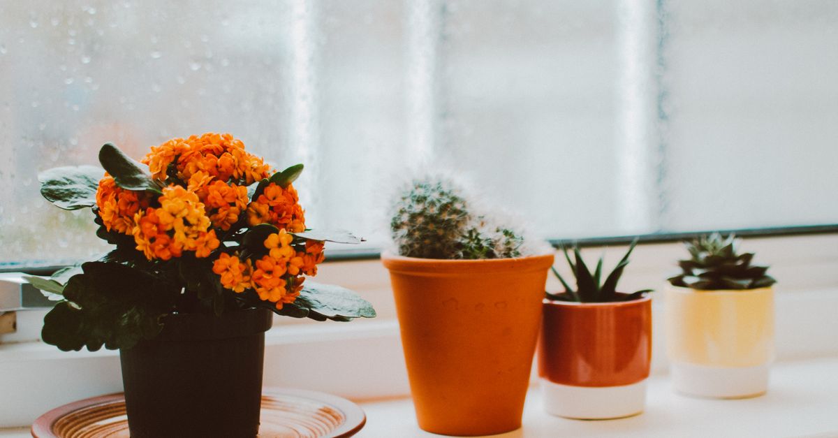 Como Cuidar de Plantas em Vasos