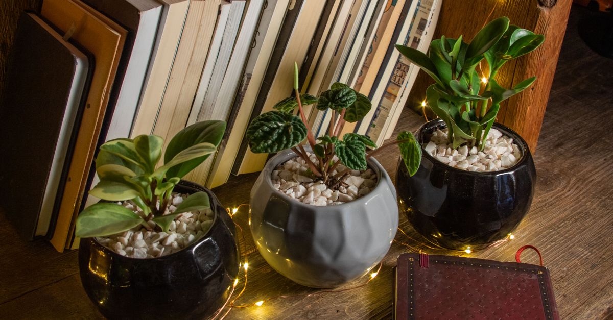 Plantas de Interior: Melhores Opções para Dentro de Casa