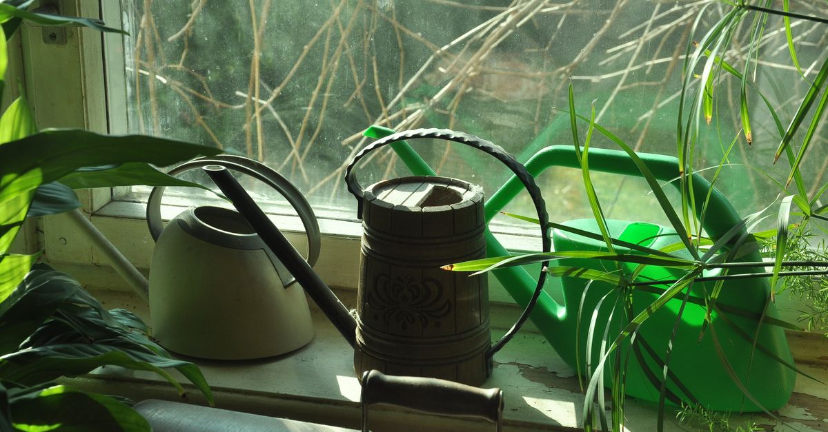Como Regar Plantas Corretamente