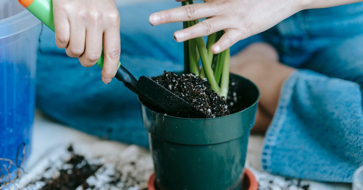 Adubo e Fertilizante para Plantas: Como Usar