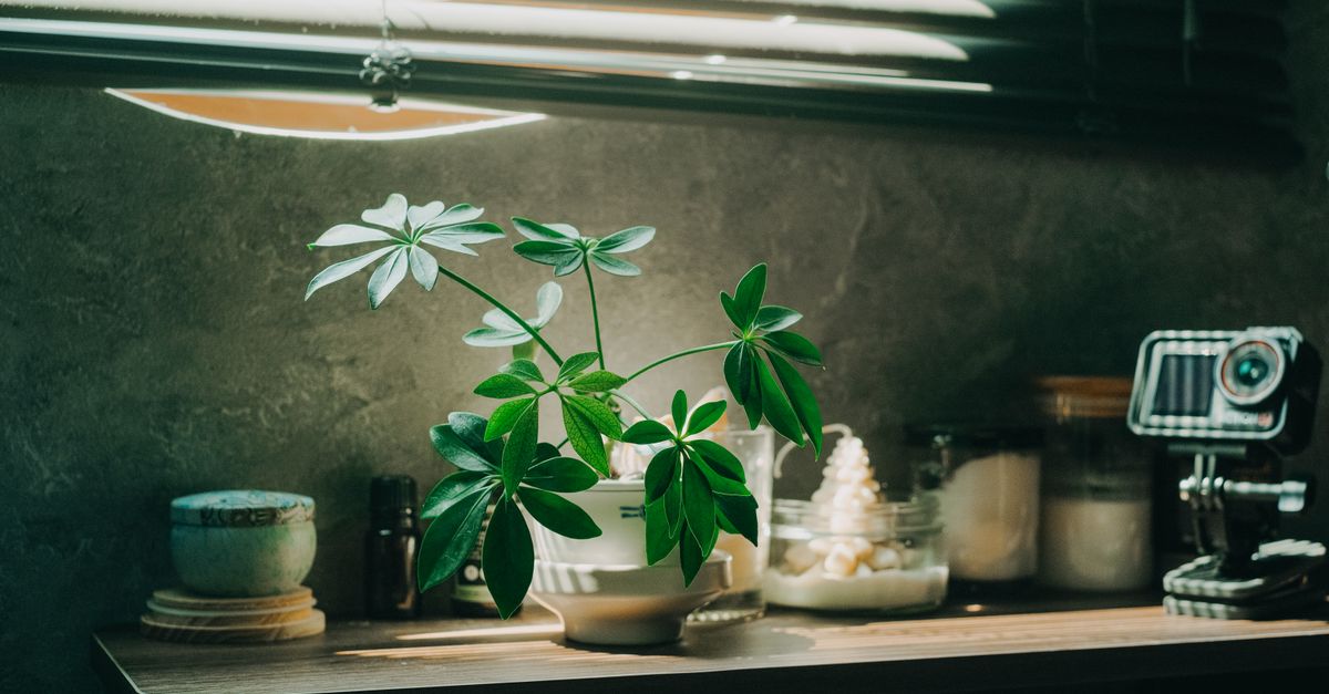 Plantas que Não Precisam de Sol Direto