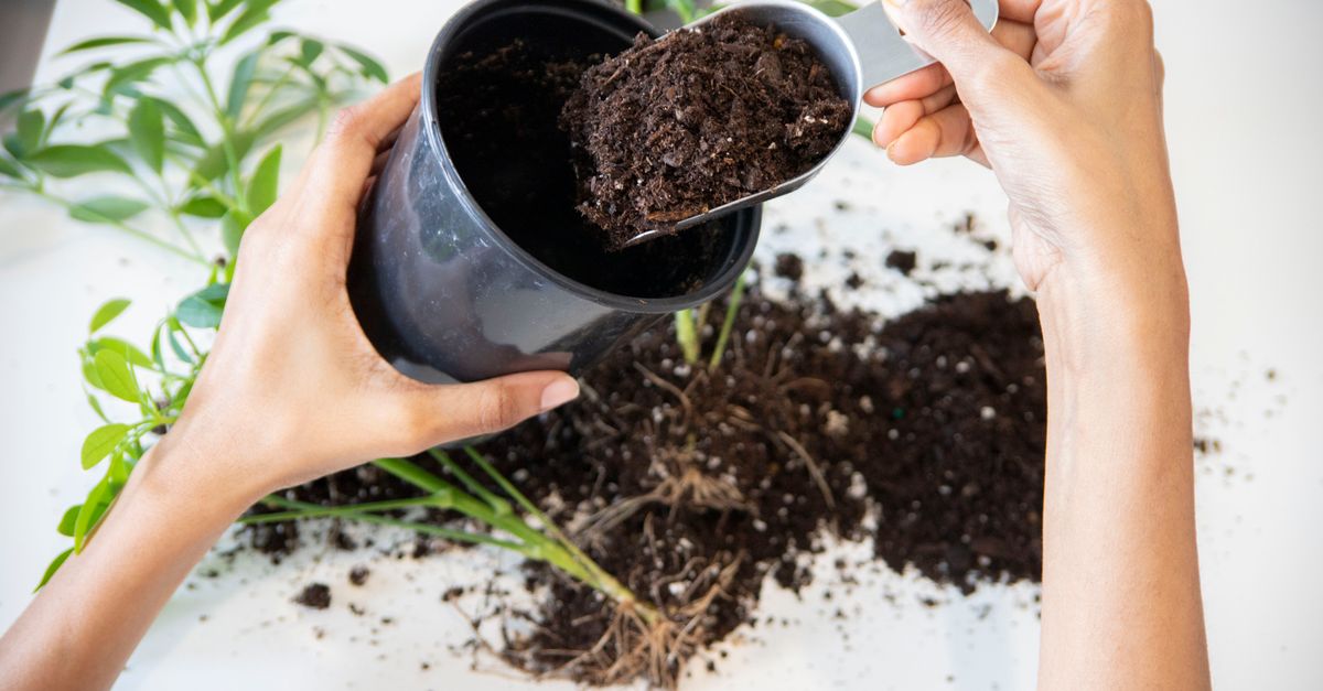 Como Transplantar Plantas