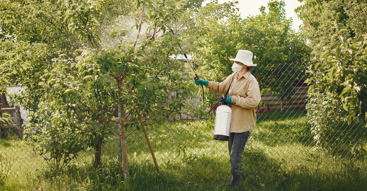 Como Eliminar Pragas nas Plantas