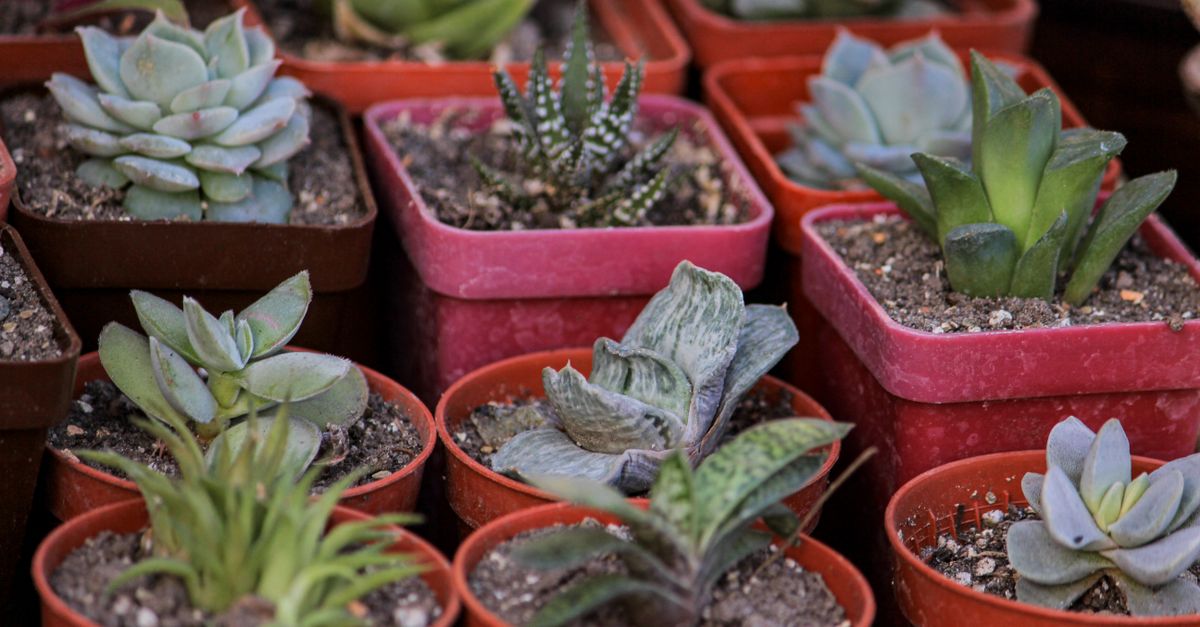 Suculentas: Como Cuidar e Cultivar
