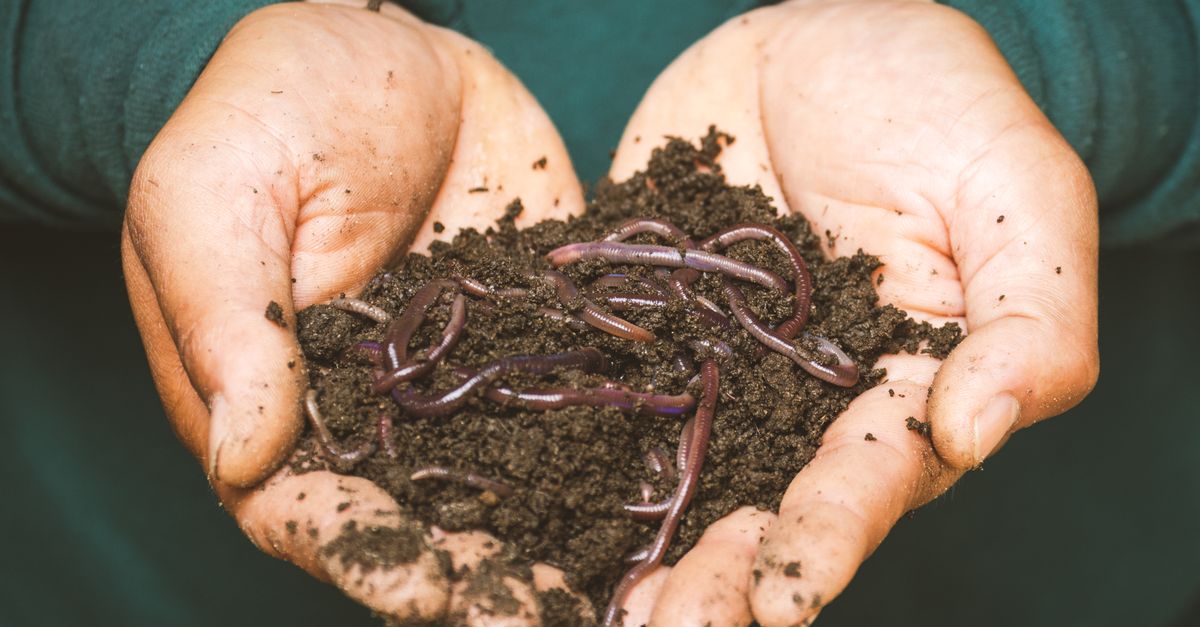 Como Fazer Compostagem em Casa