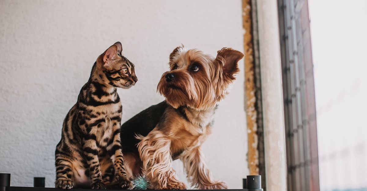 Pets em Casa: Guia Completo de Cuidados, Higiene e Convivência