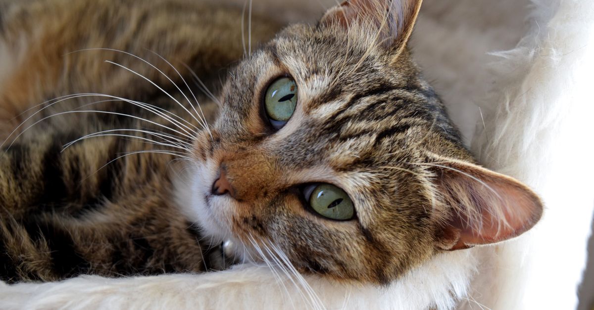Como Cuidar de Gato em Casa: Tudo que Você Precisa Saber