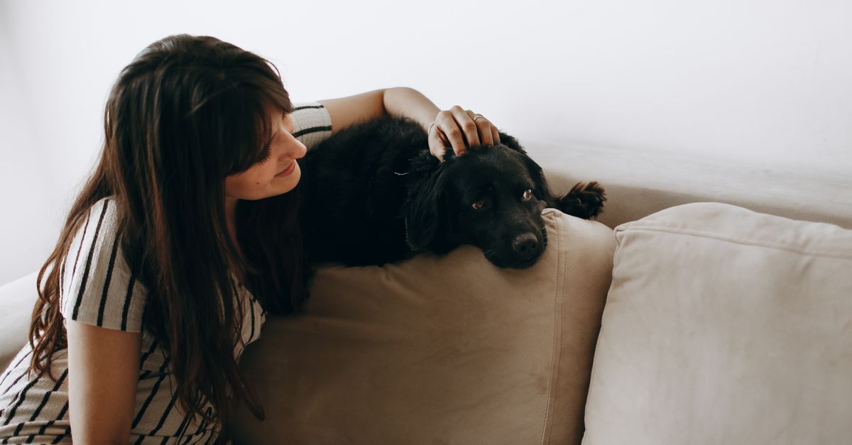 Como Eliminar Pelos de Pet da Casa: Dicas Eficazes