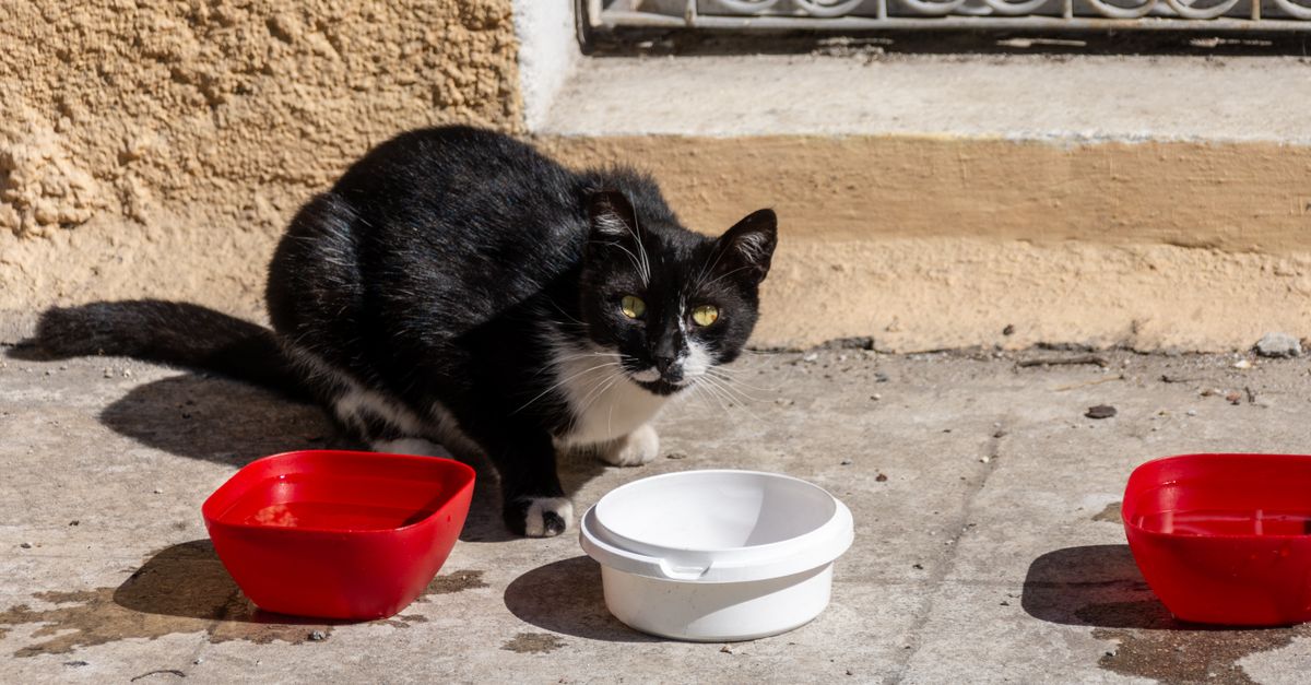 Comedouro e Bebedouro para Pets: Como Escolher os Melhores