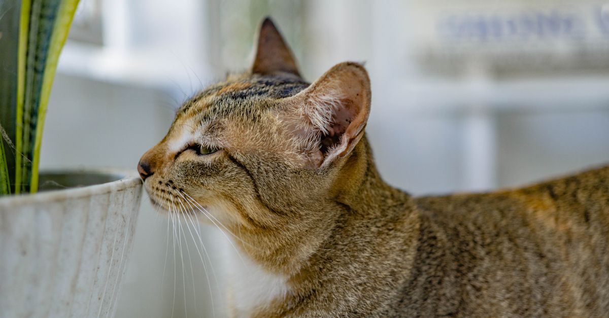 Plantas Tóxicas para Cães e Gatos: Quais Evitar em Casa