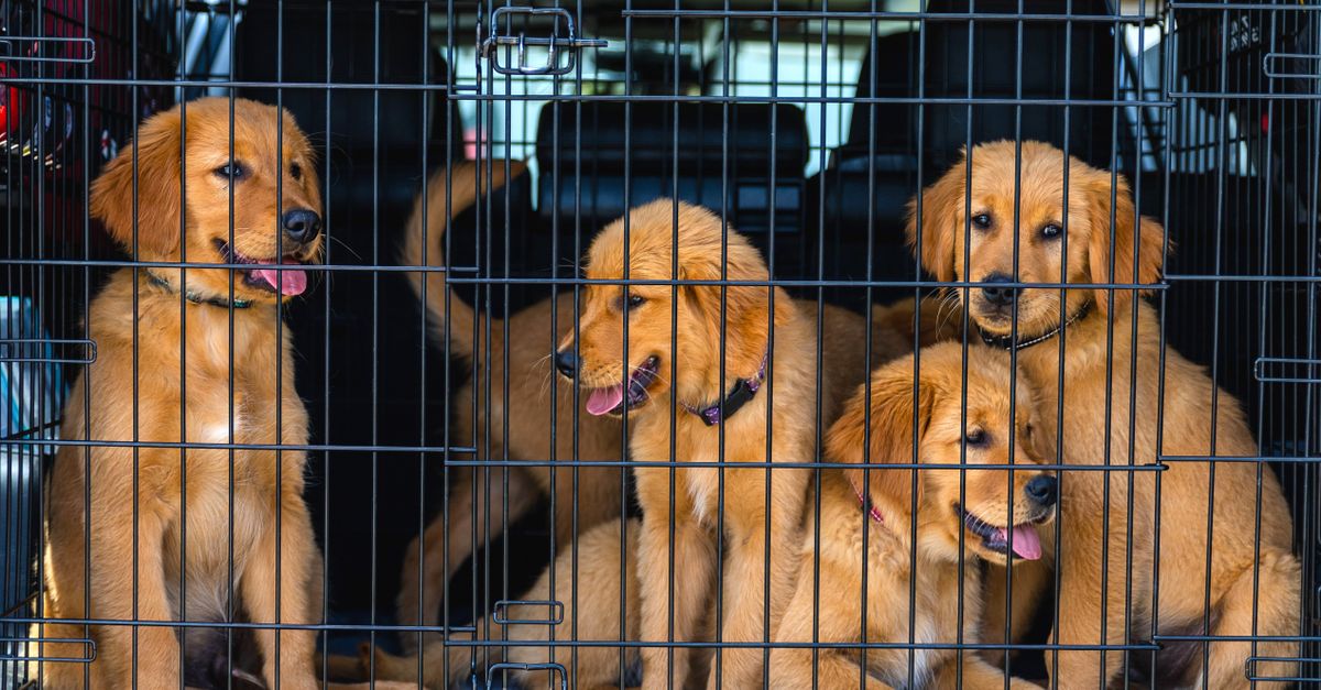 Como Viajar com Pet: Guia Prático para Viagens Seguras